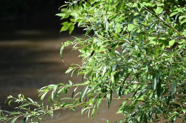 Nehirli orman manzarası