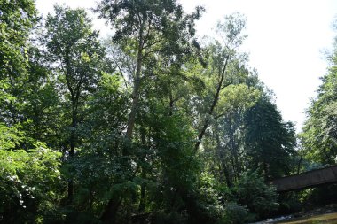 Dağ ormanında yeşil ağaçlar