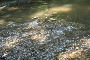 Nehirli orman manzarası