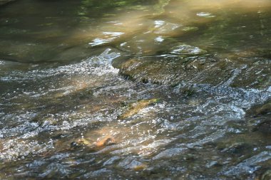 Nehirli orman manzarası