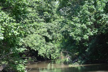 Nehirli orman manzarası