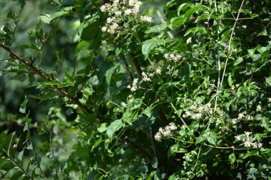 Bahçedeki beyaz çiçekler doğa arka planında