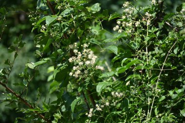 Bahçedeki beyaz çiçekler doğa arka planında