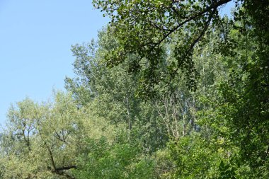 Ağaçlardaki yeşil yapraklar yaz çayırlarında dallar, gündüz manzarası 