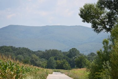 Yazın kırsalda yeşil ağaçlı güzel doğal manzara            
