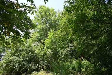 Dağ ormanında yeşil ağaçlar