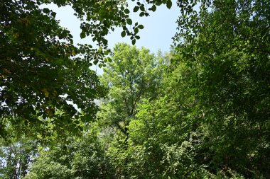 Dağ ormanında yeşil ağaçlar
