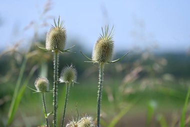 Güneşli yaz gününde bahçede yetişen güzel çiçekler.