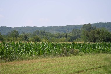 Büyük mısır bitkileri olan yeşil tarla, gündüz manzaralı. 