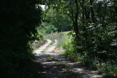 Yol yaz günü yeşil ağaçlar ve bitkilerle çevrili.