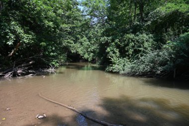 Ormanda ağaçlarla çevrili bir nehir.