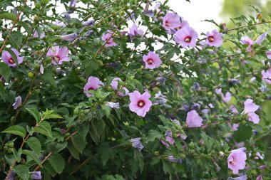 Bahçedeki pembe çiçekleri kapat.