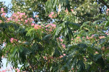 Güneşli yaz gününde bahçede yetişen güzel çiçekler.