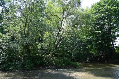 Yazın kırsalda yeşil ağaçlı güzel doğal manzara            