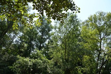 Dağ ormanında yeşil ağaçlar