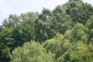 Dağ ormanında yeşil ağaçlar