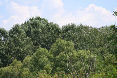 Dağ ormanında yeşil ağaçlar