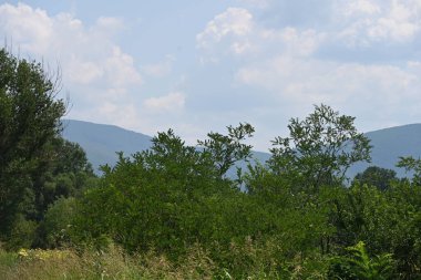 Dağ ormanında yeşil ağaçlar