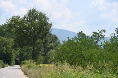Dağ ormanında yeşil ağaçlar