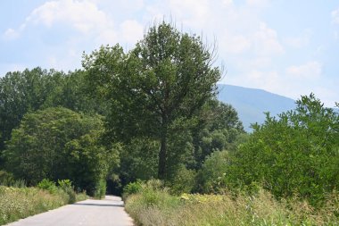 Dağ ormanında yeşil ağaçlar