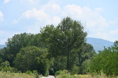 Dağ ormanında yeşil ağaçlar