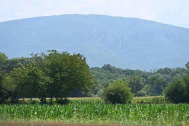 Dağ ormanında yeşil ağaçlar