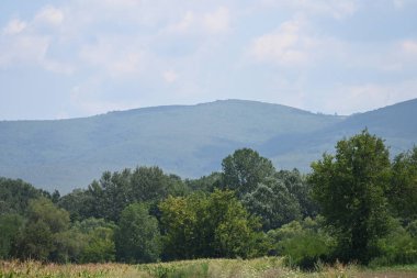 Dağ ormanında yeşil ağaçlar