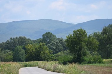 Dağ ormanında yeşil ağaçlar