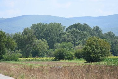 Yol yaz günü yeşil ağaçlar ve bitkilerle çevrili.