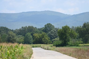 Yol yaz günü yeşil ağaçlar ve bitkilerle çevrili.