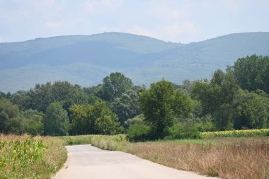 Yol yaz günü yeşil ağaçlar ve bitkilerle çevrili.