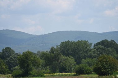 Ağaçlardaki yeşil yapraklar yaz çayırlarında dallar, gündüz manzarası 