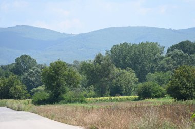 Yol yaz günü yeşil ağaçlar ve bitkilerle çevrili.