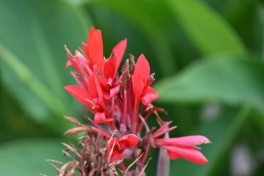 Bahçedeki güzel kırmızı çiçekler