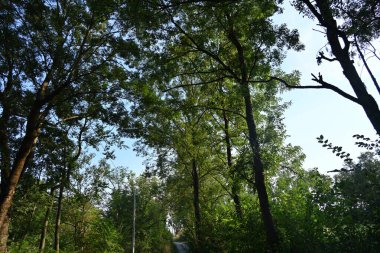 Dağ ormanında yeşil ağaçlar