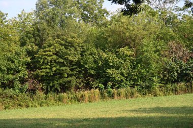 Ormanda yeşil ağaçlar