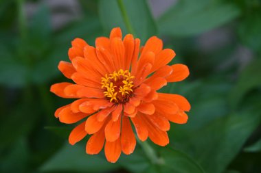 Bahçede büyüyen güzel çiçek, yakın.                        