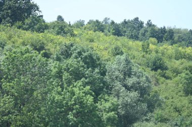 Mavi gökyüzü ile güzel yeşil ağaçlar