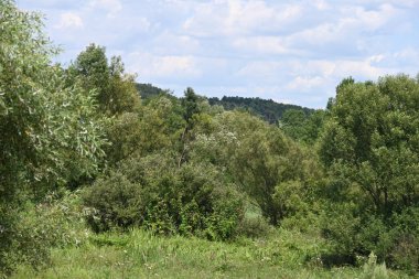 Mavi gökyüzü ile güzel yeşil ağaçlar