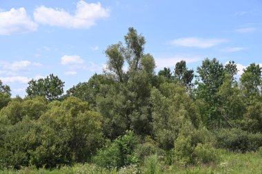 Mavi gökyüzü ile güzel yeşil ağaçlar