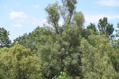 Mavi gökyüzü ile güzel yeşil ağaçlar