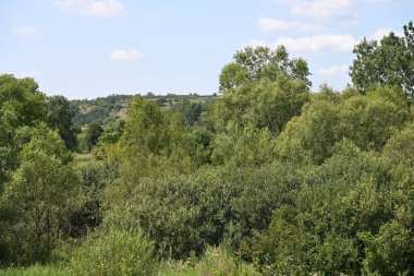 Mavi gökyüzü ile güzel yeşil ağaçlar