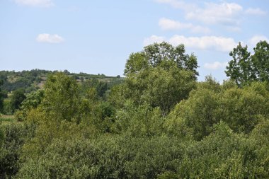 Mavi gökyüzü ile güzel yeşil ağaçlar