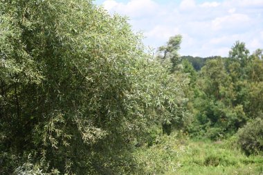 Mavi gökyüzü ile güzel yeşil ağaçlar