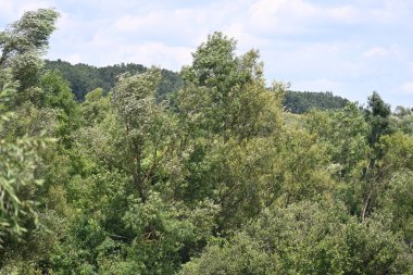 Mavi gökyüzü ile güzel yeşil ağaçlar