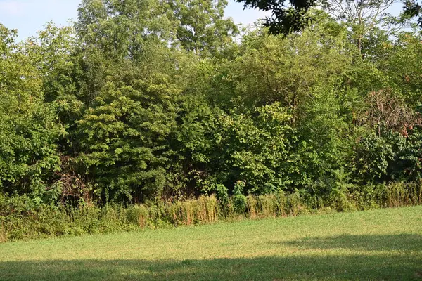 Ormanda yeşil ağaçlar