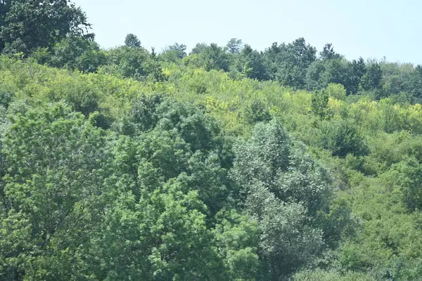 Mavi gökyüzü ile güzel yeşil ağaçlar