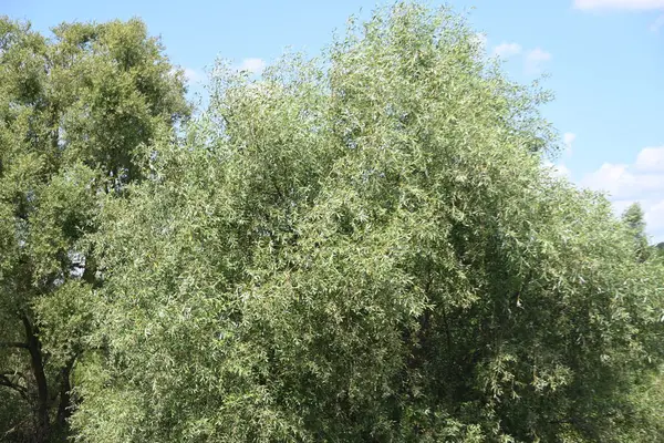 Mavi gökyüzü ile güzel yeşil ağaçlar