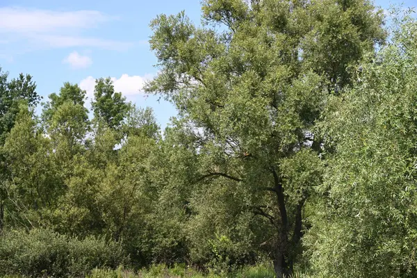 Mavi gökyüzü ile güzel yeşil ağaçlar