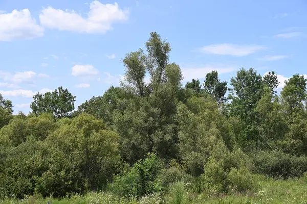 Mavi gökyüzü ile güzel yeşil ağaçlar